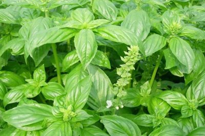 罗勒的施肥方法,对于肥料的要求较低