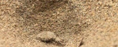 沙牛的养殖技术，需要间隔饲养