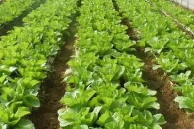 2月蔬菜的种植技术，尽可能选在晴天进行播种