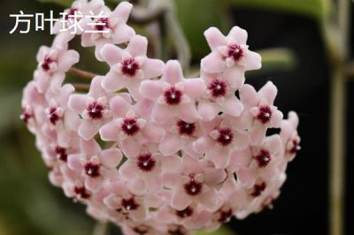 球兰什么时候换盆好，一年四季都可以换盆