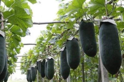 冬瓜的种植时间,适合在2-3月份和6-7月份种植