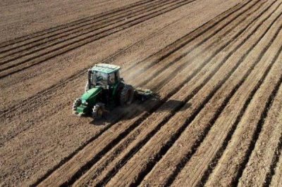如何种植黄精,生长期间要及时除草