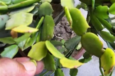 蟹爪兰的打顶方式，夏季过后进行打顶