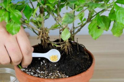 缓释肥用了后要施肥吗,缓释肥用了后还要施肥