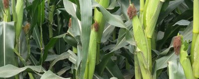 隆迪2019玉米种子简介,播种时精细整地