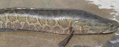 野生黑鱼和养殖黑鱼的区别,外表及口感均不同