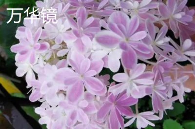 绣球花的品种,这几个品种值得入手