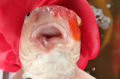锦鲤鱼嘴唇溃烂的原因，可能是受伤后没有及时医治所致