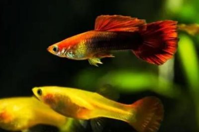 孔雀鱼越养颜色越淡的原因,可能是水温太低或水质太差等