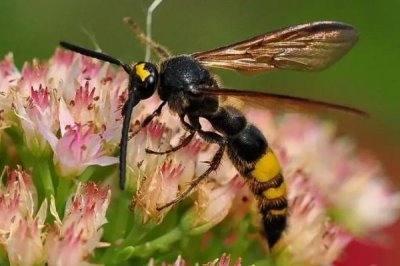 马蜂报复的原理,依靠信息素标记入侵者并引导蜂群攻击