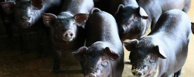 中国本土猪是什么颜色,是黑色短毛猪