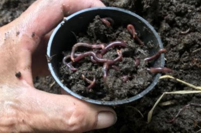 蚯蚓的养殖方法有哪些,可结合实际情况任选以下7种养殖方法