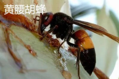 毒蜂的种类，常见以下10种