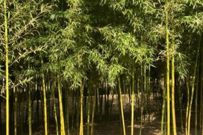 竹子的种植成本，投资因品种而异