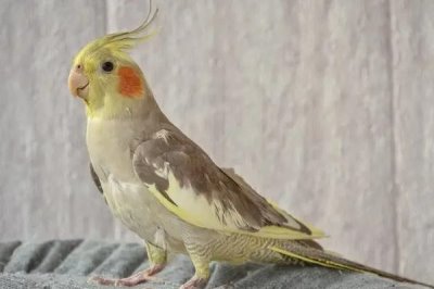 玄凤鹦鹉换毛期喂什么食物,富含蛋白质、维生素的食物是适宜选择