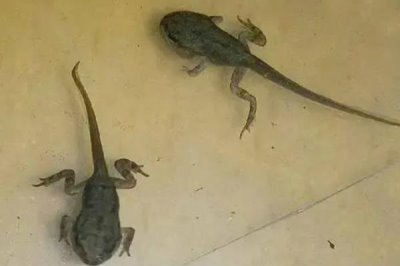 黑斑蛙怎么养殖，先饲喂鲜活诱饵再过渡至人工饲料