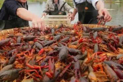 怎么养殖小龙虾,清塘消毒、培育浮游生物后再放入虾苗