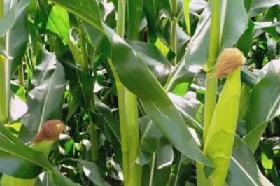 适合贵州种植的玉米品种，可根据地理环境和用途来选种