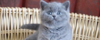 英短蓝猫怕不怕热,与其他品种相比比较耐热