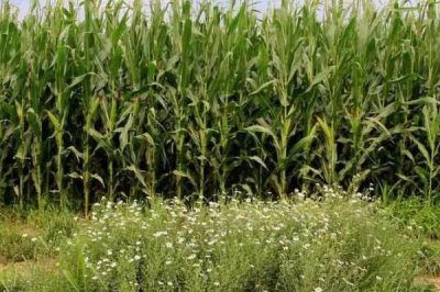 玉米贪青晚熟怎么办，人工授粉以后可去掉雄穗