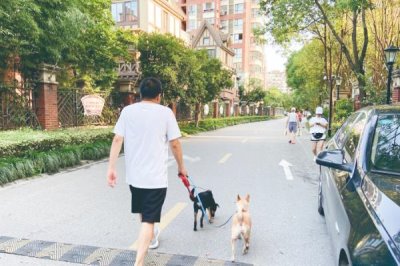 狗狗爱咬东西有哪些原因,可能处在磨牙期