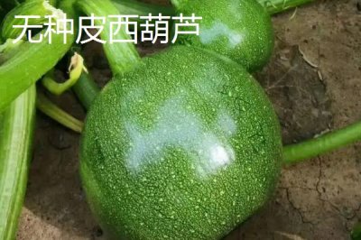西葫芦有哪些品种,常见的有花叶西葫芦、无种皮西葫芦等
