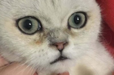 猫感冒流鼻涕严重吗,普通着凉感冒引起的则不严重