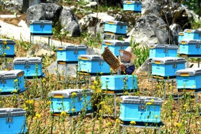 中华蜜蜂怎么养殖,温度较高时要在蜂箱四周洒水降温