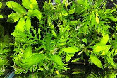 水罗兰水草好不好养,适合新手养殖