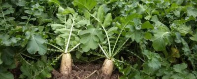 萝卜施肥技巧,有机肥可作为基肥一次性施入