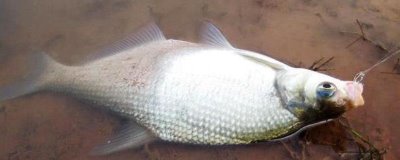 野钓鳊鱼的技巧,首选钓点为有沉底植物的敞水区