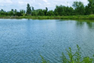 鳇鱼与鲟鱼的区别,达氏鳇为鲟鱼中的一种