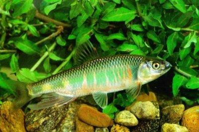 多鳞铲颌鱼的产地，野生种群非常稀少