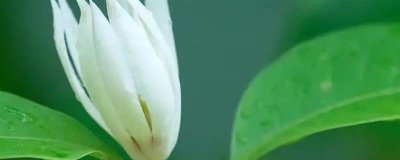 养殖白兰花用哪种土，在腐叶土中可以快速生根