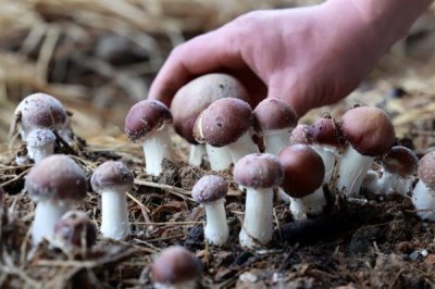 食用菌的种植市场,在我国市场需求大