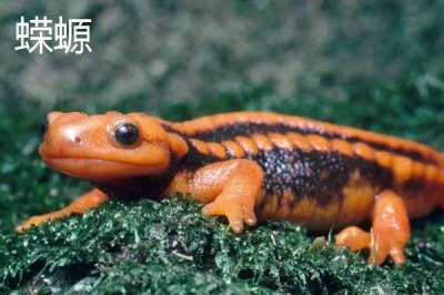 蝾螈和大鲵有什么区别，大鲵是体形最大的两栖动物