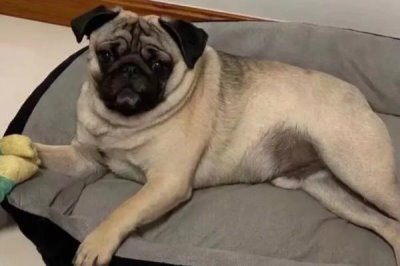 巴哥犬如何喂养,得时刻注意它的饮食