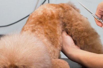 剪毛对狗狗有哪些危害,会引发各种皮肤疾病和自卑心理