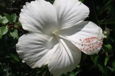 扶桑的品种，常见的有白翼扶桑、火神扶桑等