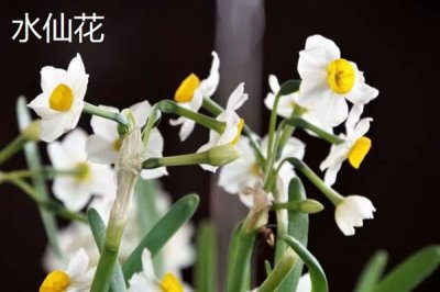 哪些花的花语象征想念，有满天星、水仙花等