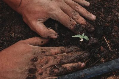 蔷薇花的冬季养殖方法，冬季要给它培土施肥一次