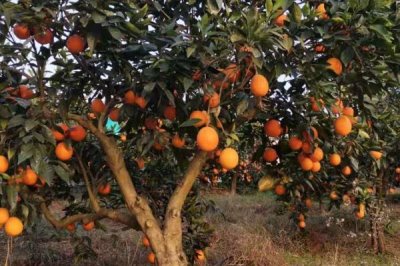 橙子树的种植管理注意事项，及时整剪树形可多结果