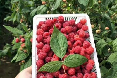 种植树莓的利润,夏果型品种的亩收益为4000元左右