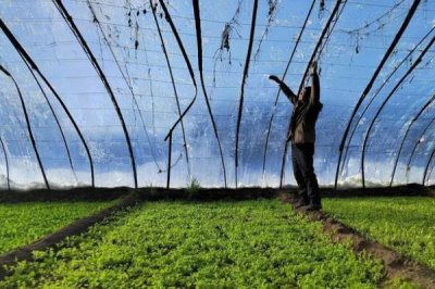 冰菜的种植前景,种植前景很可观的