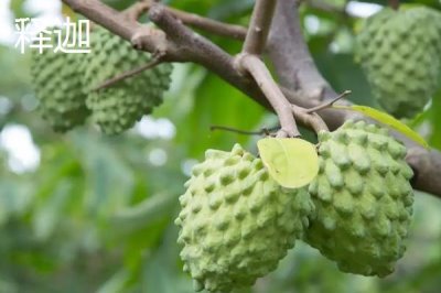 荔枝和释迦有何区别，科属、形态和产地都不同