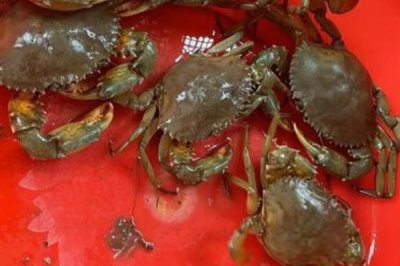 青蟹保存方法,可水养或冷藏