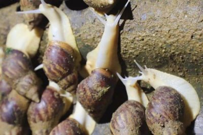 白玉蜗牛养殖技术,冬天必须加以适当的保温