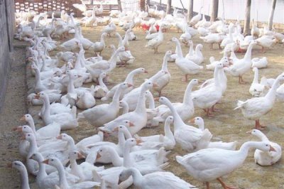 农村养什么动物可以赚钱,毛驴、鹅、野猪等动物值得选择