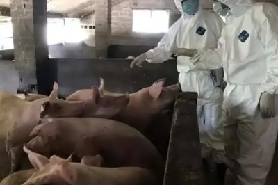 治疗猪肺疫的土方法,将蟾蜍和生姜捣烂再兑醋冲服