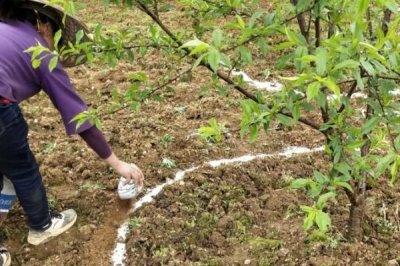 果树秋季施肥的好处,有助于较大限度的吸收营养